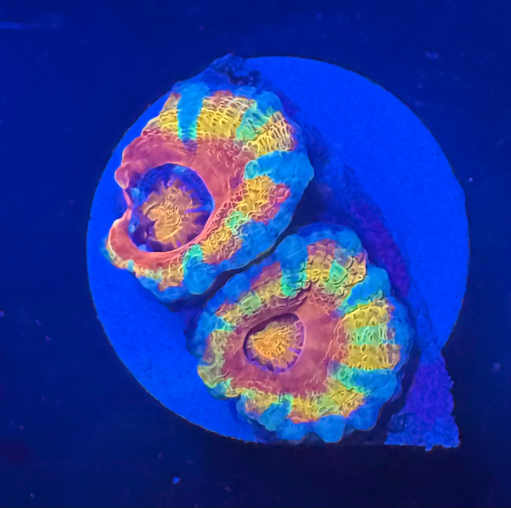 Master Grade Rainbow Acan Lord — Aussie Strain— High End LPS Coral — UK Grown