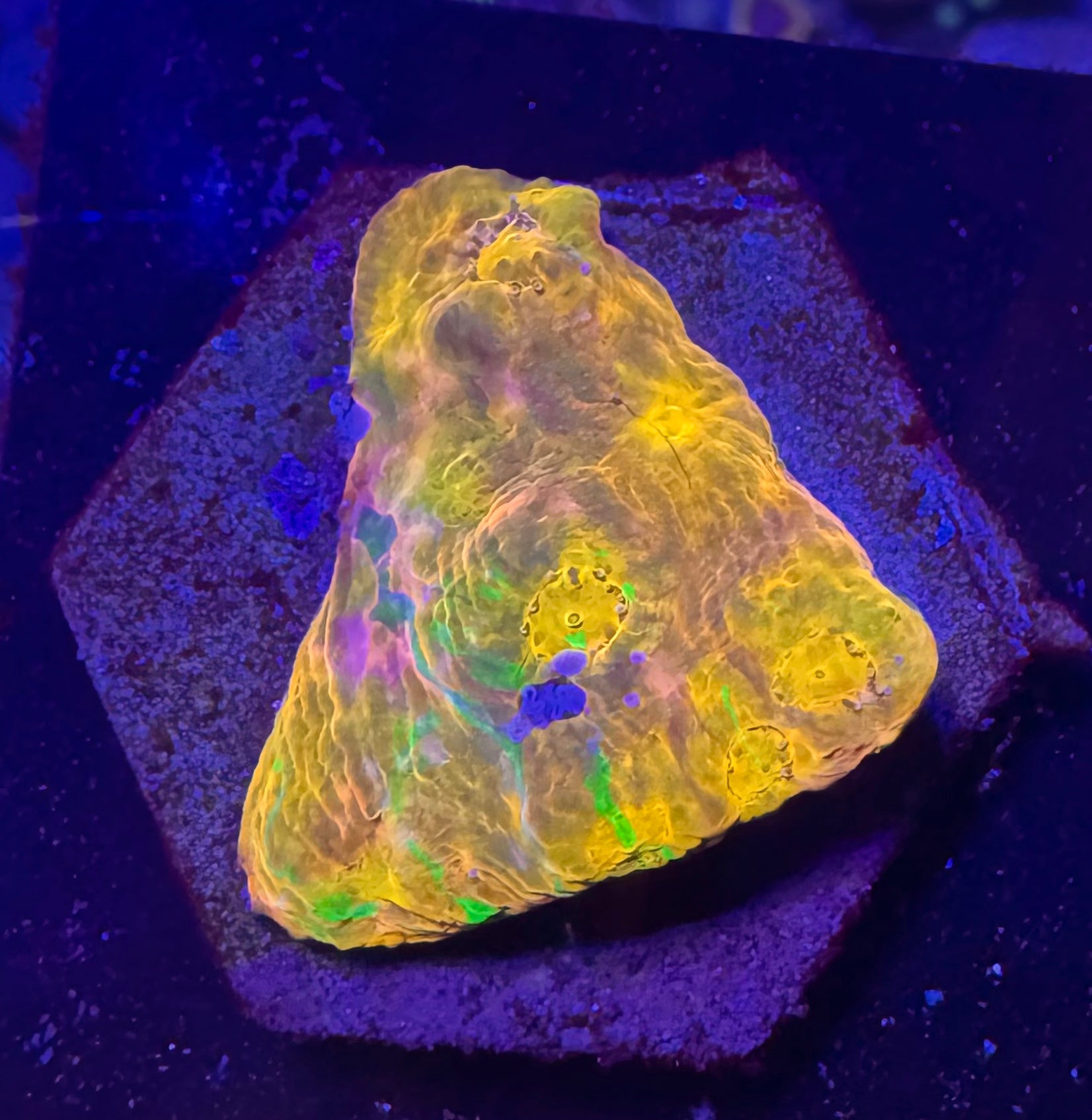 Jelly Bean Rainbow Chalice Frag— High End LPS Coral — UK Grown