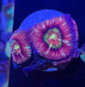 Peach Rainbow Acan Lord — High End LPS Coral — UK Grown
