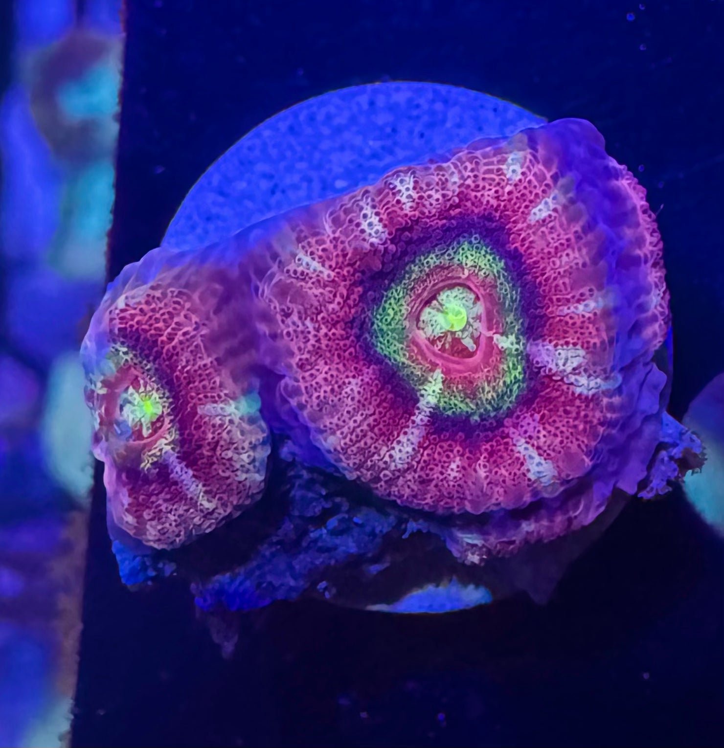 Peach Rainbow Acan Lord — High End LPS Coral — UK Grown