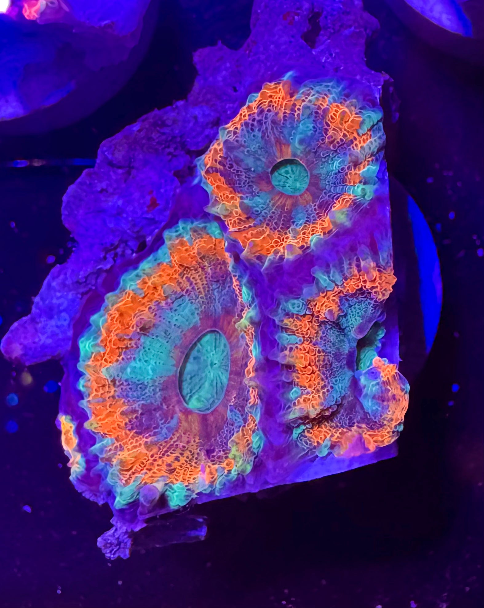 Acan Lord — Red and Blue — Rare LPS Coral — UK Grown