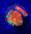 Rainbow Acan Lord — WYSIWYG — LPS Coral — UK Grown