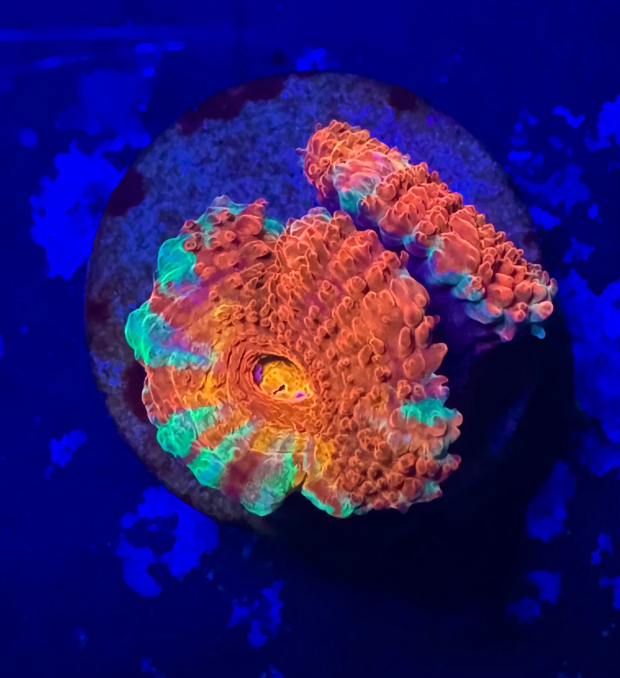 Rainbow Acan Lord — WYSIWYG — LPS Coral — UK Grown