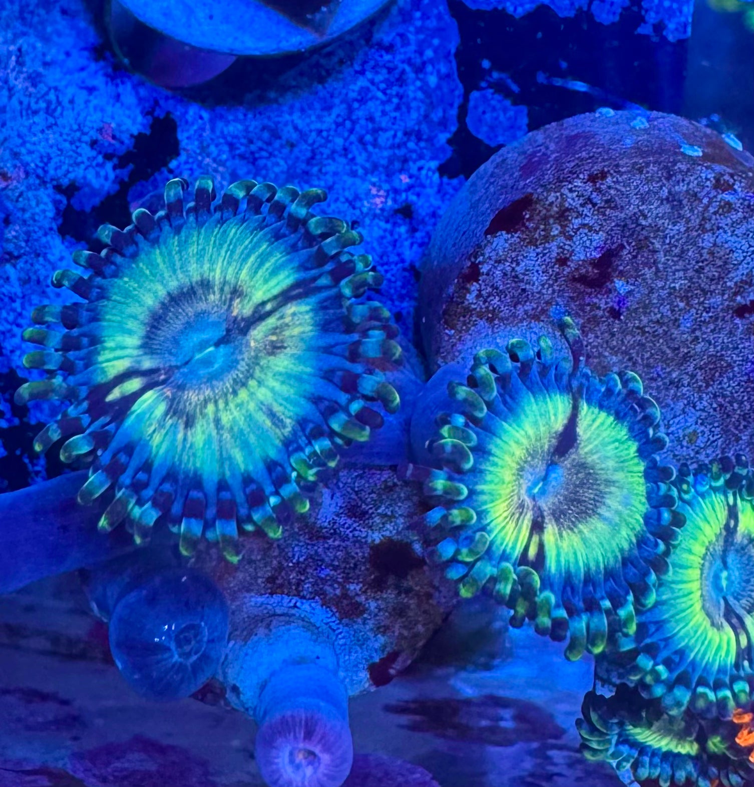 Petroglyph Zoa Frag (2-3 Polyps)– Rare Zoanthid – UK Grown