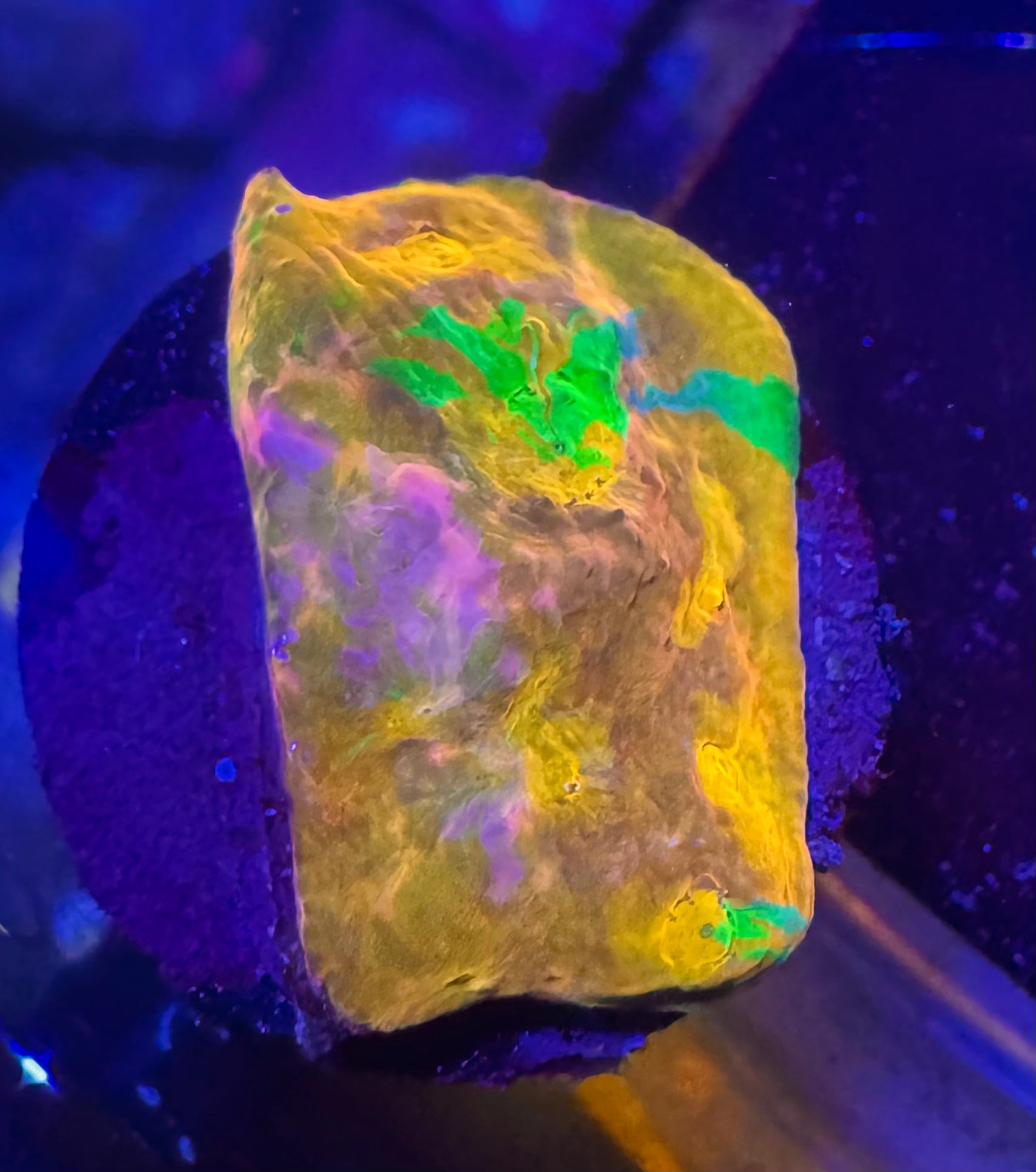 Jelly Bean Rainbow Chalice Frag— High End LPS Coral — UK Grown