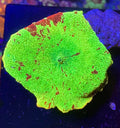 Jawbreaker Mushroom – WYSIWYG – UK Grown