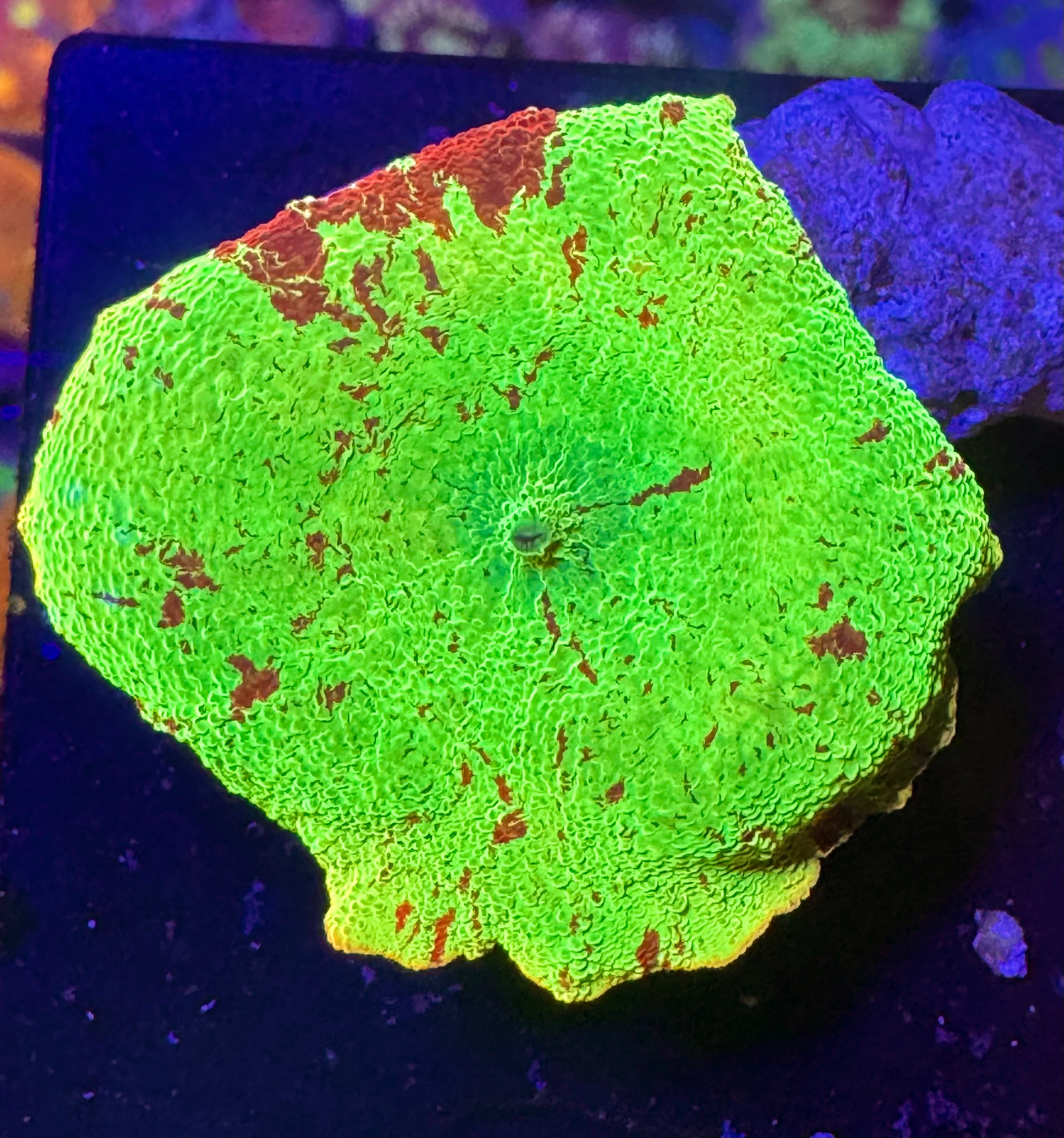 Jawbreaker Mushroom – WYSIWYG – UK Grown