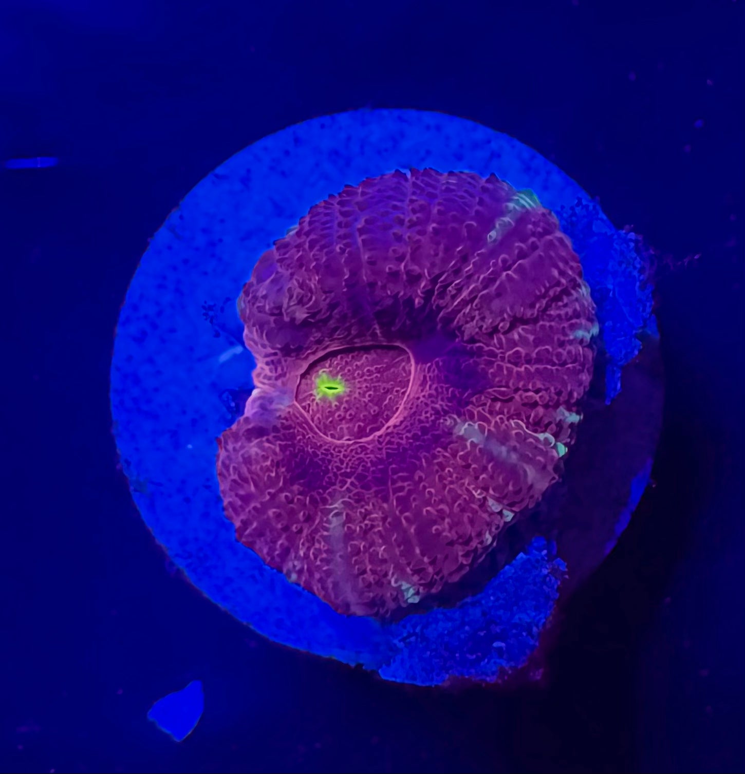 Maroon Voltage Acan Lord — Rare LPS Coral — UK Grown