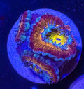 Master Grade Rainbow Acan Lord — Aussie Strain — WYSIWYG — High End LPS Coral — UK Grown