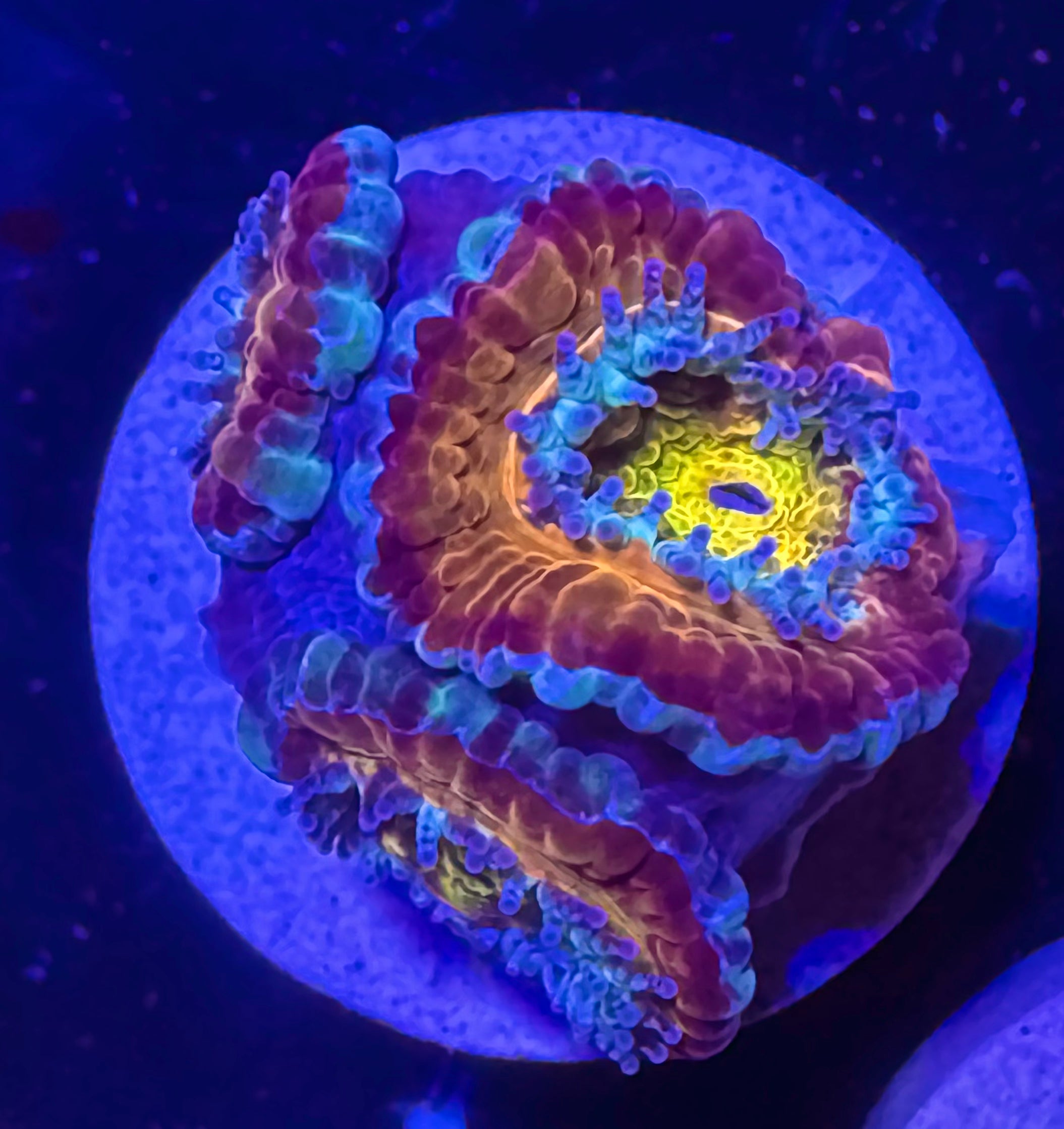 Master Grade Rainbow Acan Lord — Aussie Strain — WYSIWYG — High End LPS Coral — UK Grown