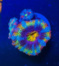 Master Grade Rainbow Acan Lord — High End LPS Coral — UK Grown