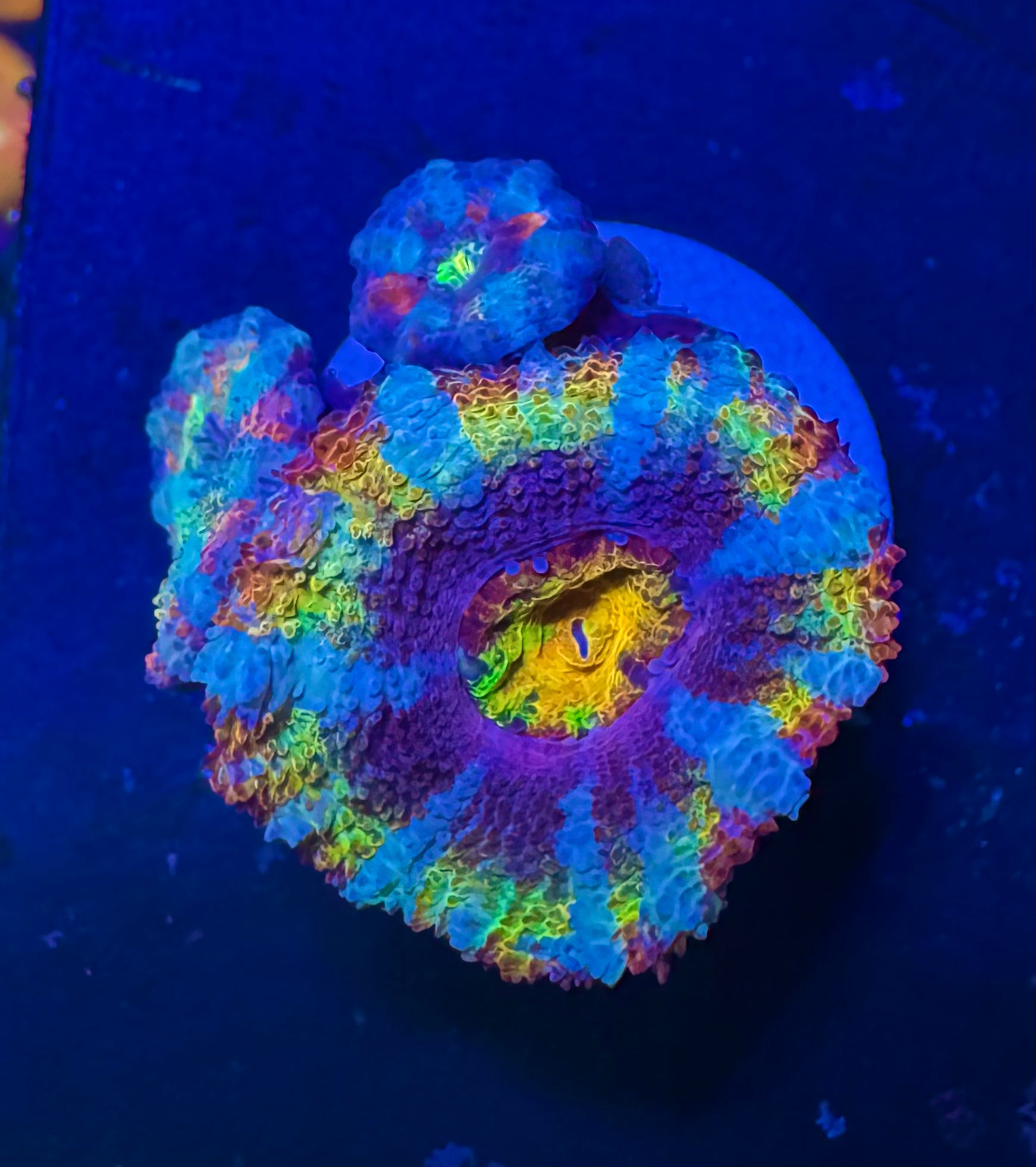 Master Grade Rainbow Acan Lord — High End LPS Coral — UK Grown