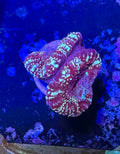 Acan Lord — Blue Glitter — Rare LPS Coral — UK Grown