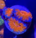Acan Lord — Red and Blue — Rare LPS Coral — UK Grown