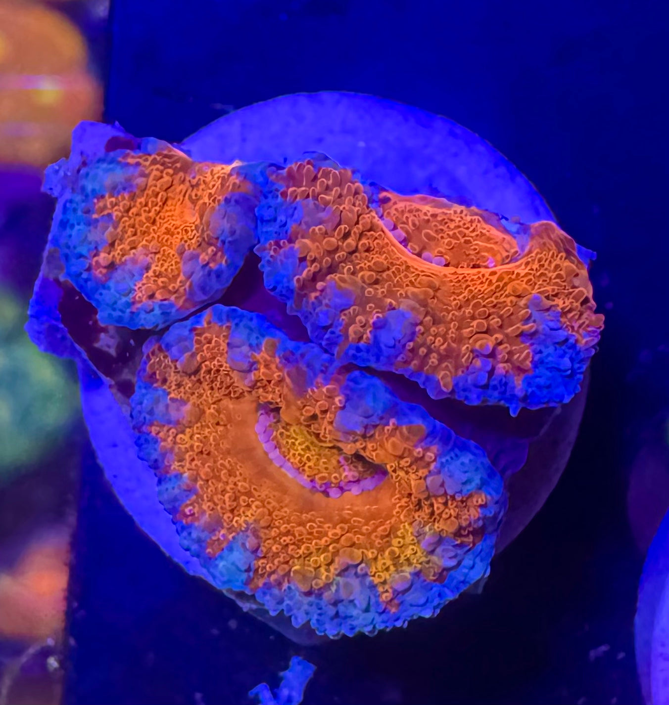 Acan Lord — Red and Blue — Rare LPS Coral — UK Grown