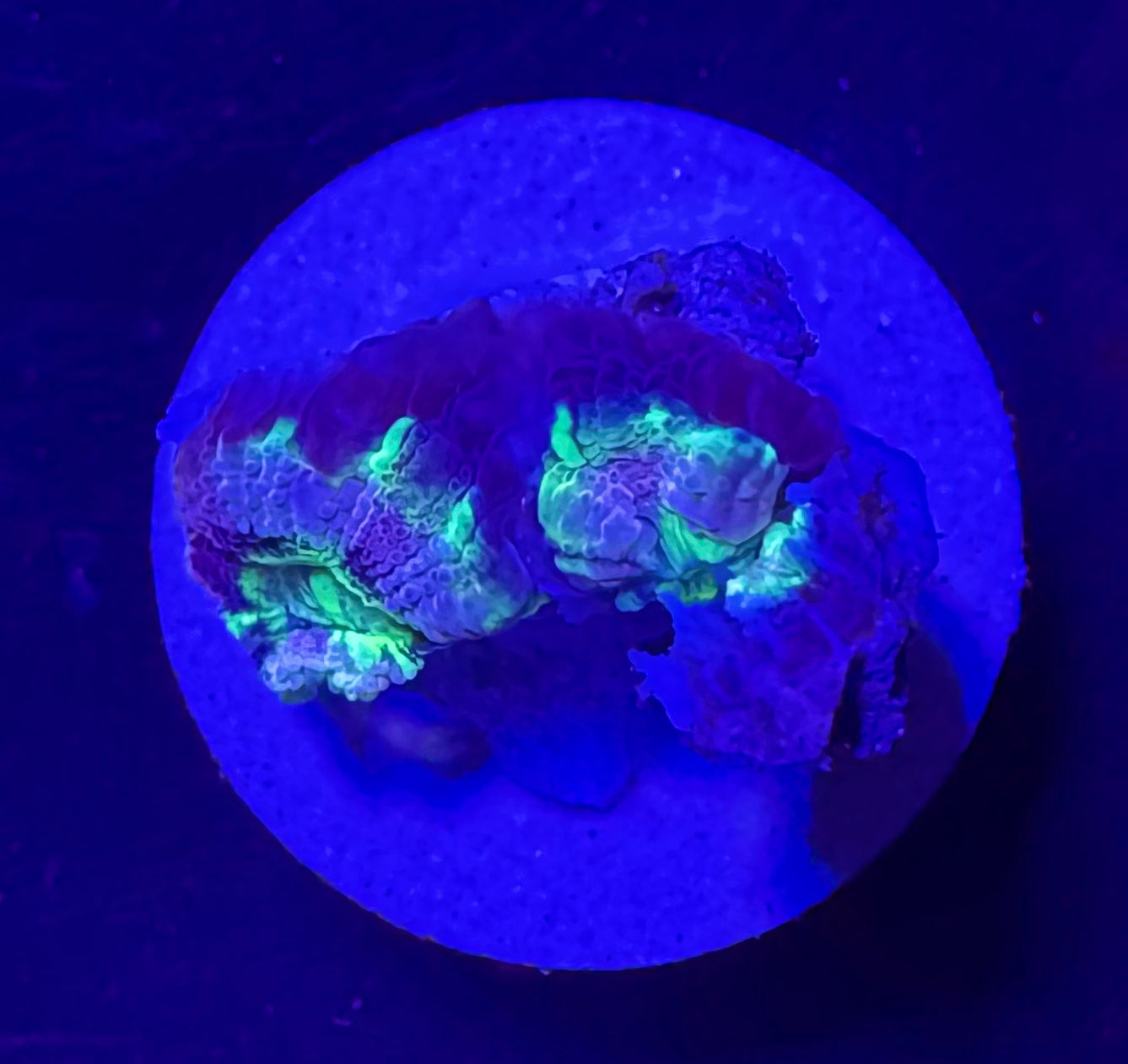 Lavender Rainbow Acan Lord — High End LPS Coral — UK Grown