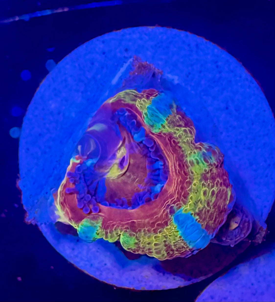Master Grade Rainbow Acan Lord — Aussie Strain— High End LPS Coral — UK Grown