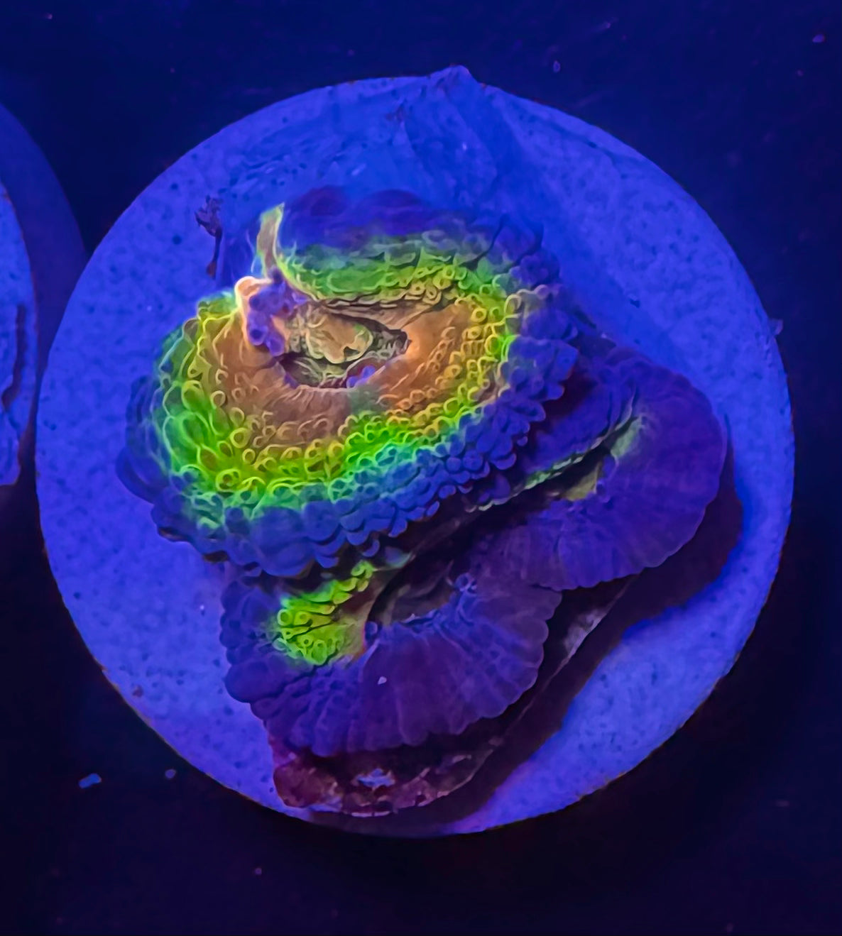 Master Grade Rainbow Acan Lord — Aussie Strain — High End LPS Coral — UK Grown