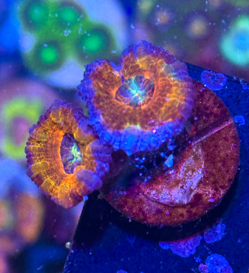 Acan Lord — Rainbow Centre — WYSIWYG — Rare LPS Coral — UK Grown