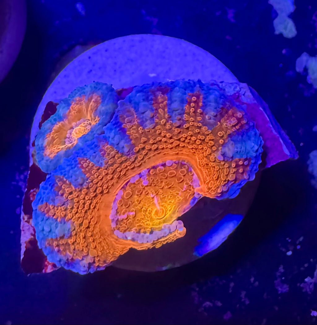 Acan Lord — Red and Blue — Rare LPS Coral — UK Grown