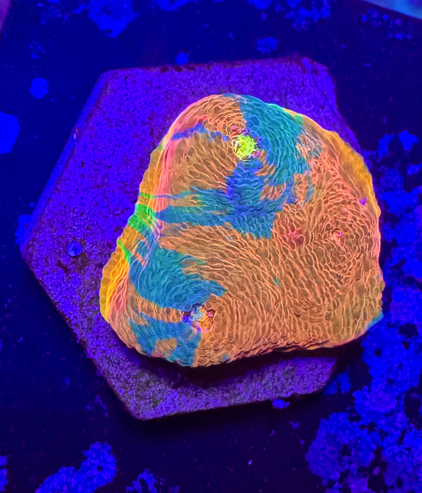 Jelly Bean Rainbow Chalice Frag— High End LPS Coral — UK Grown