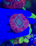 Acanthophyllia— Blue Glitter — WYSIWYG — High End LPS Coral