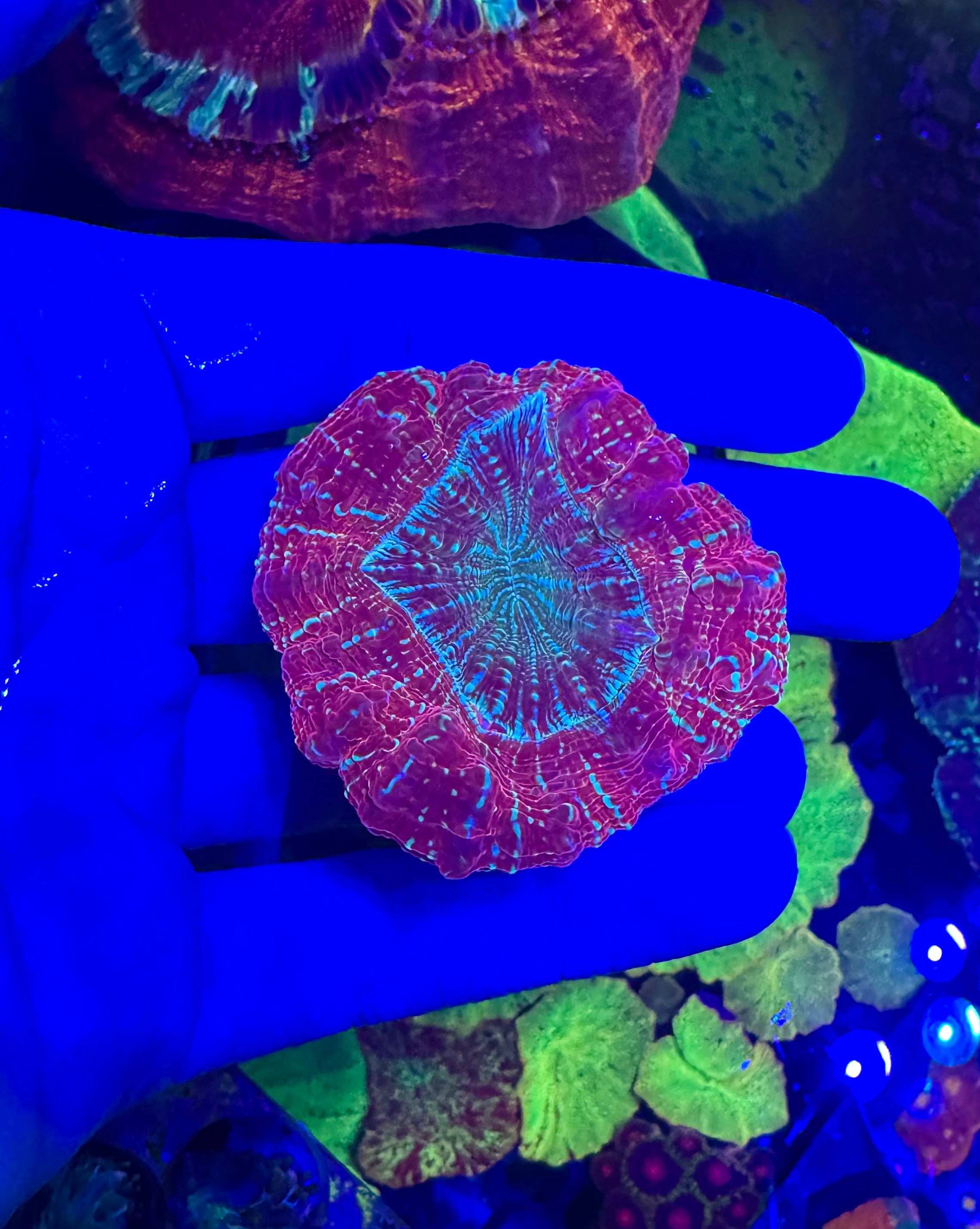 Acanthophyllia— Blue Glitter — WYSIWYG — High End LPS Coral
