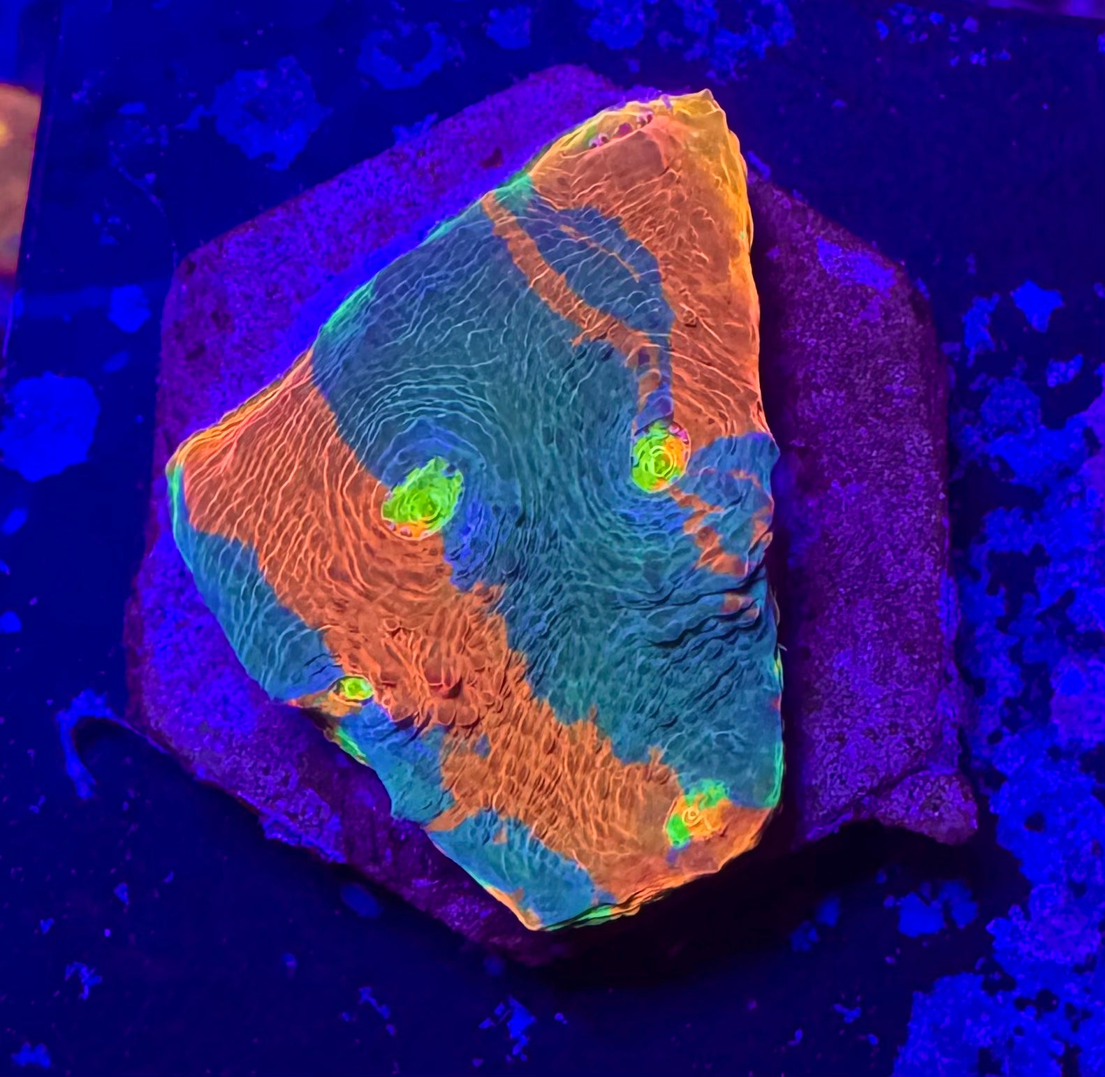 Jelly Bean Rainbow Chalice Frag— High End LPS Coral — UK Grown
