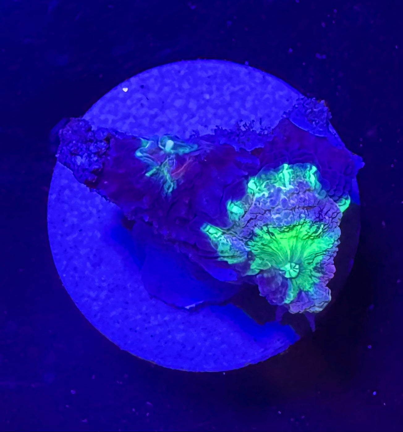 Lavender Rainbow Acan Lord — High End LPS Coral — UK Grown
