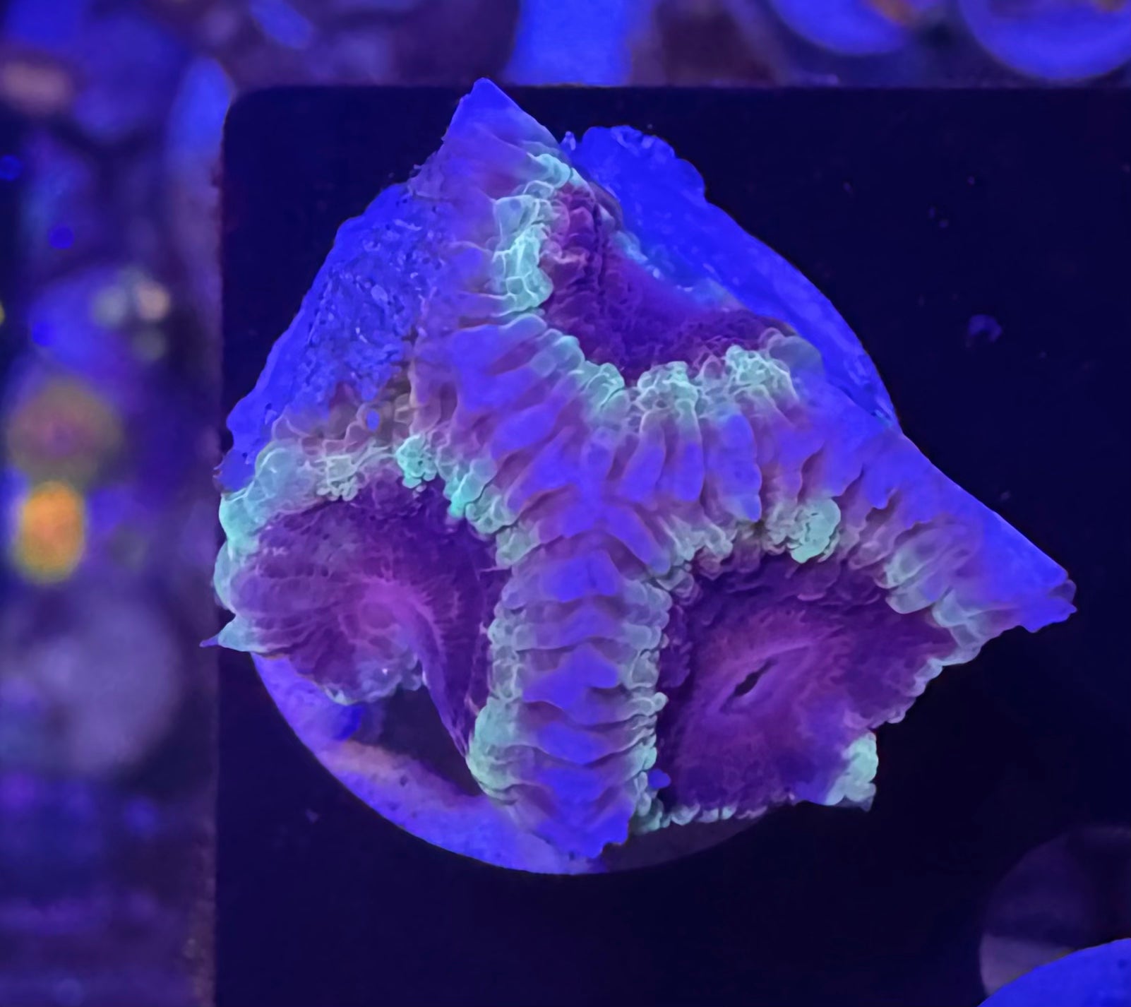 Acan Lord — Purple and Yellow — Rare LPS Coral — UK Grown