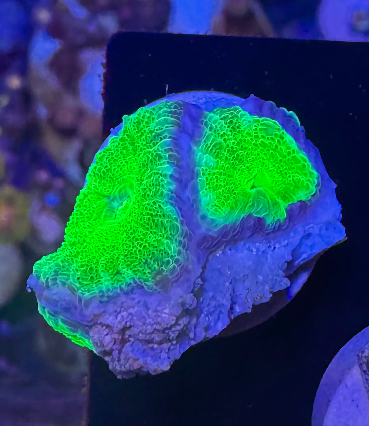 Toxic Green Acan Bowerbanki — Rare LPS Coral