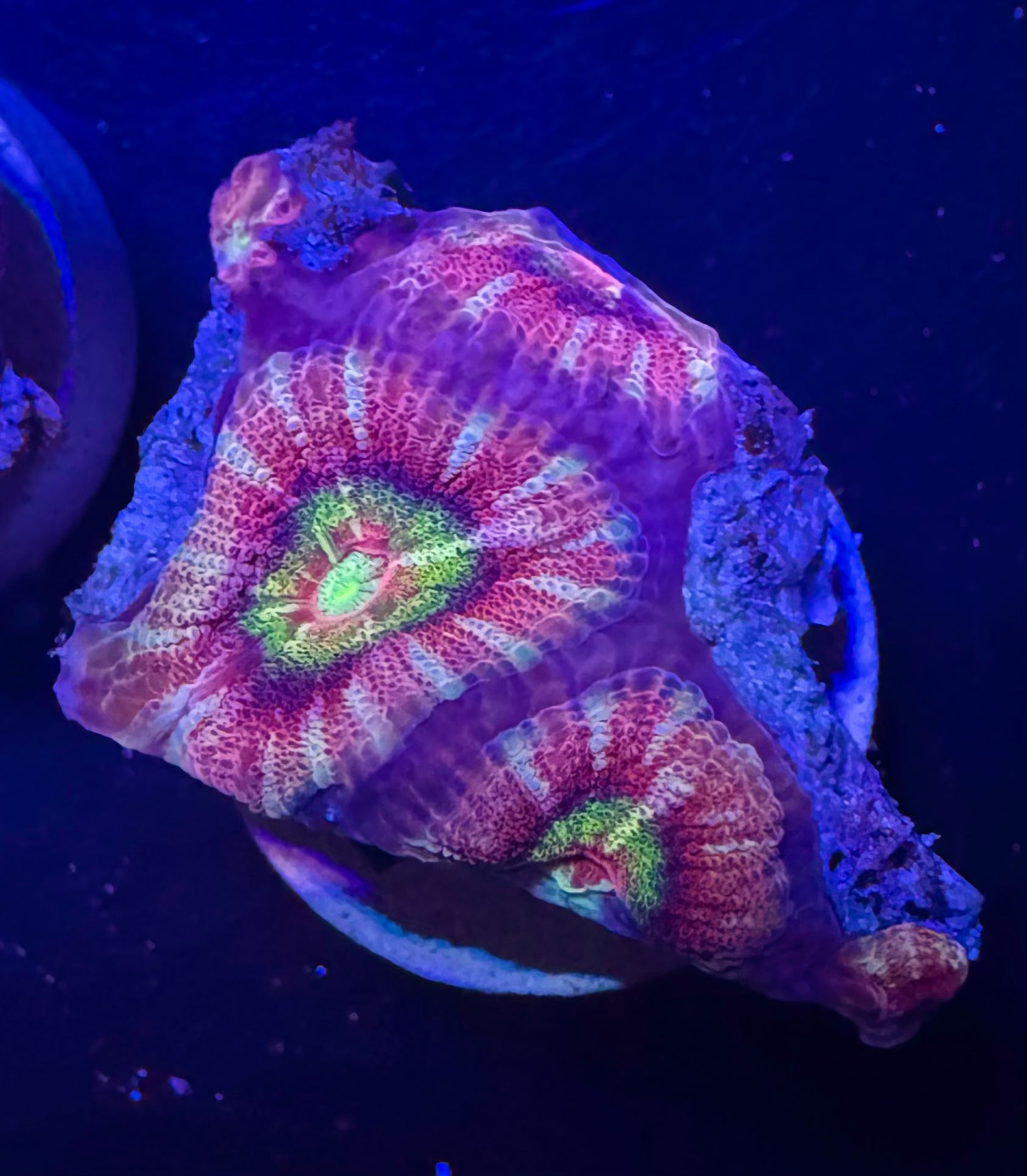 Peach Rainbow Acan Lord — High End LPS Coral — UK Grown