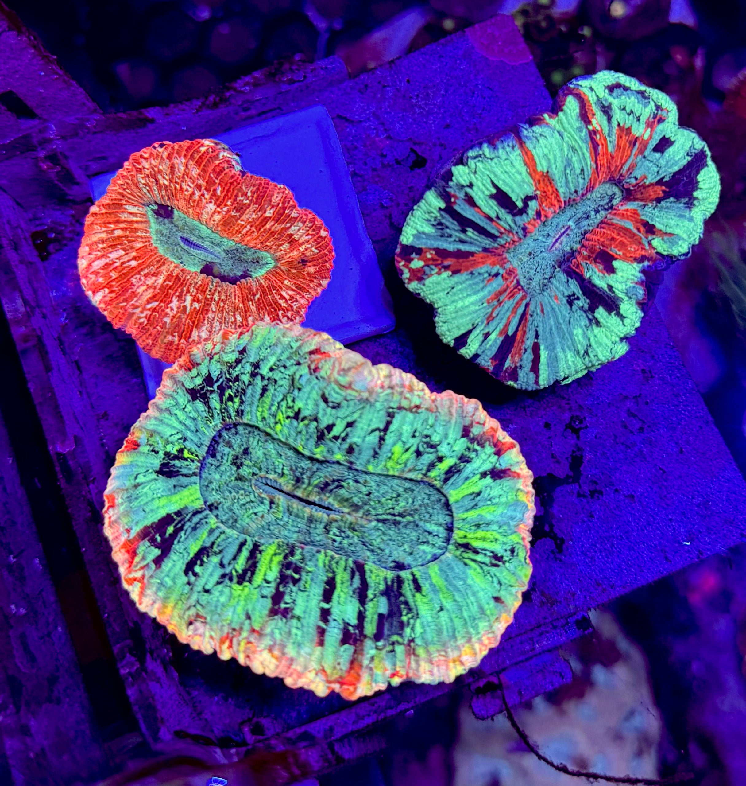 Ultra Trachyphyllia — Open Brain Coral— WYSIWYG — Rare LPS Coral