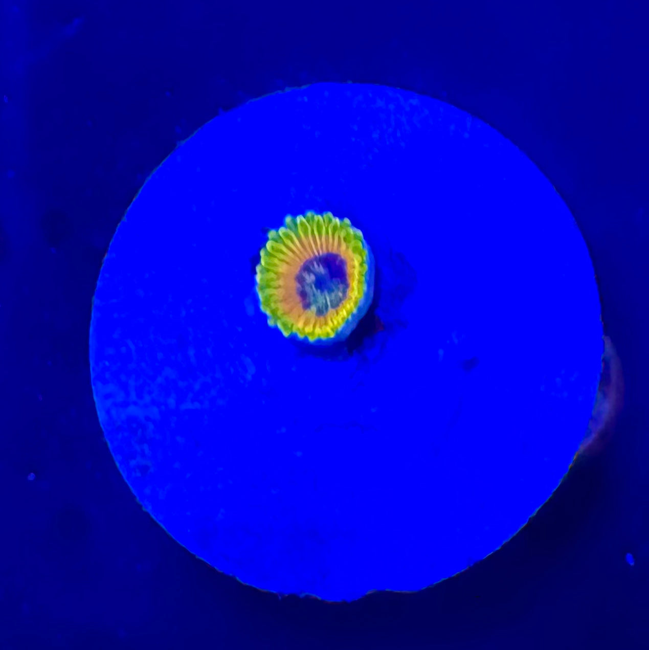 Great Owl Zoa Frag – High End Zoanthid – UK Grown