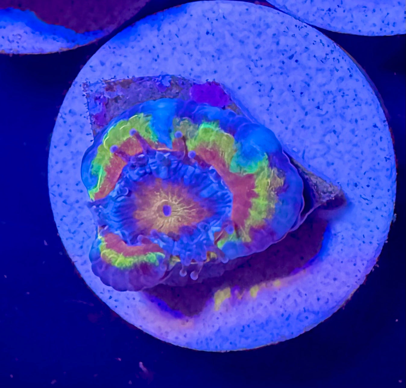 Master Grade Rainbow Acan Lord — Aussie Strain— High End LPS Coral — UK Grown