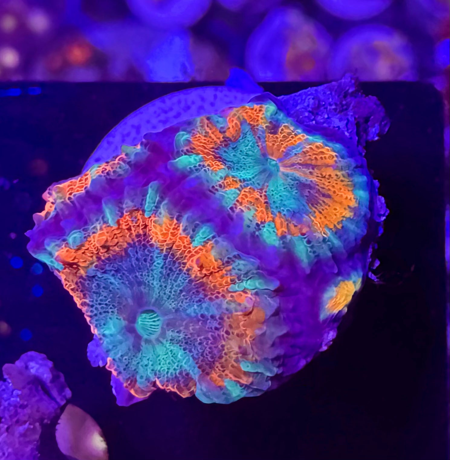 Acan Lord — Red and Blue — Rare LPS Coral — UK Grown