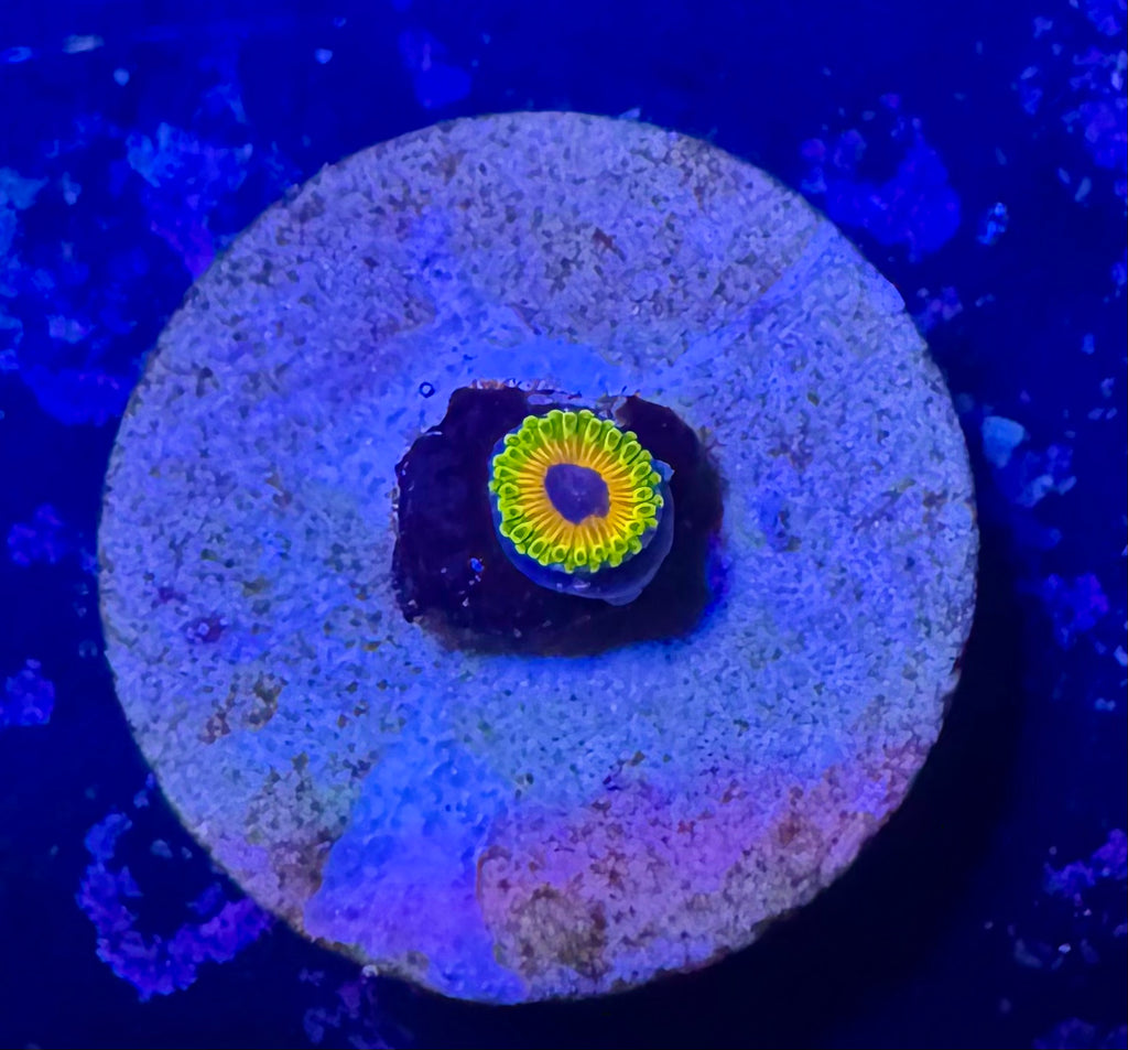 Great Owl Frag – High End Zoanthid – UK Grown