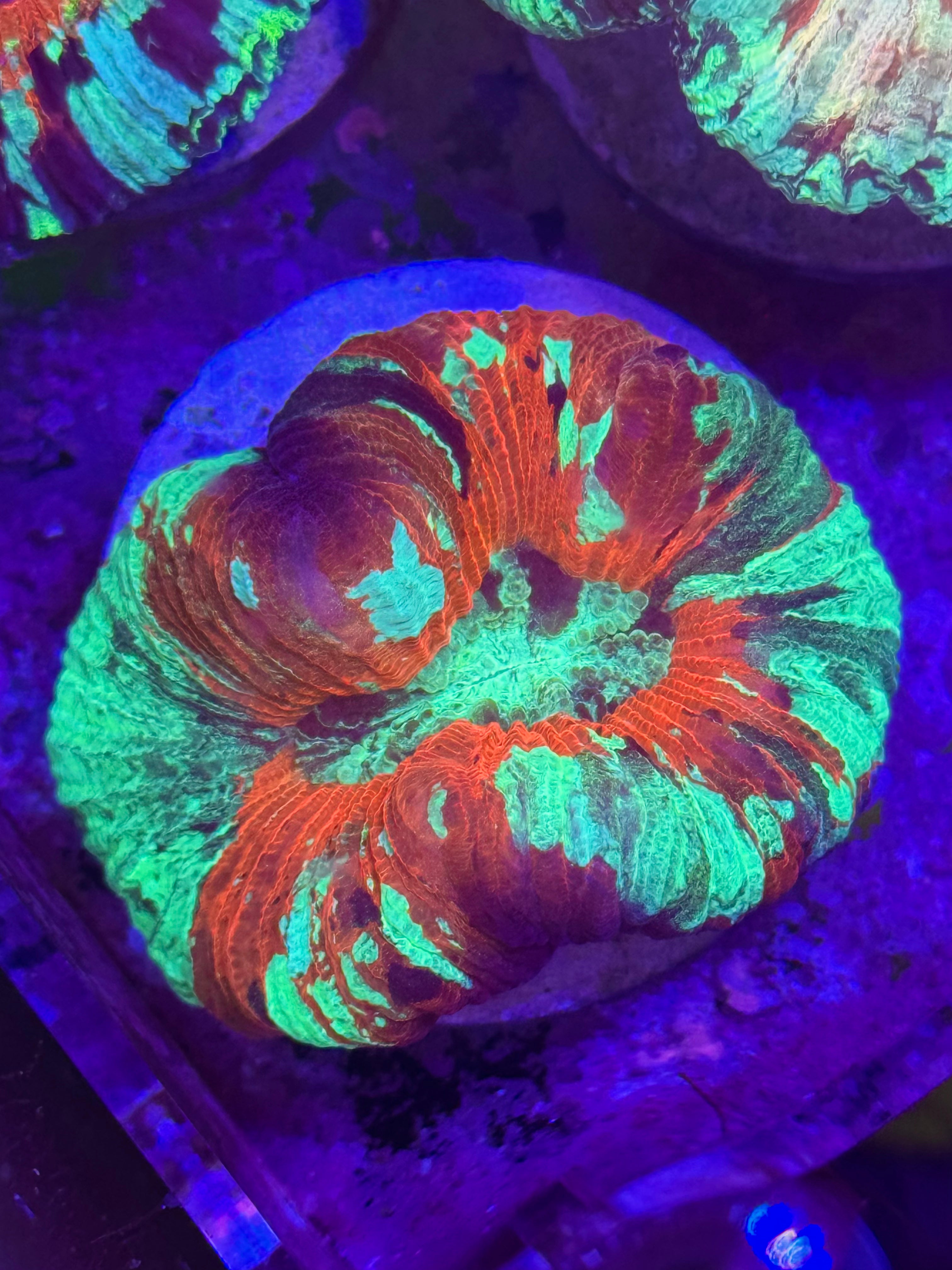 Ultra Trachyphyllia — Open Brain Coral— WYSIWYG — Rare LPS Coral
