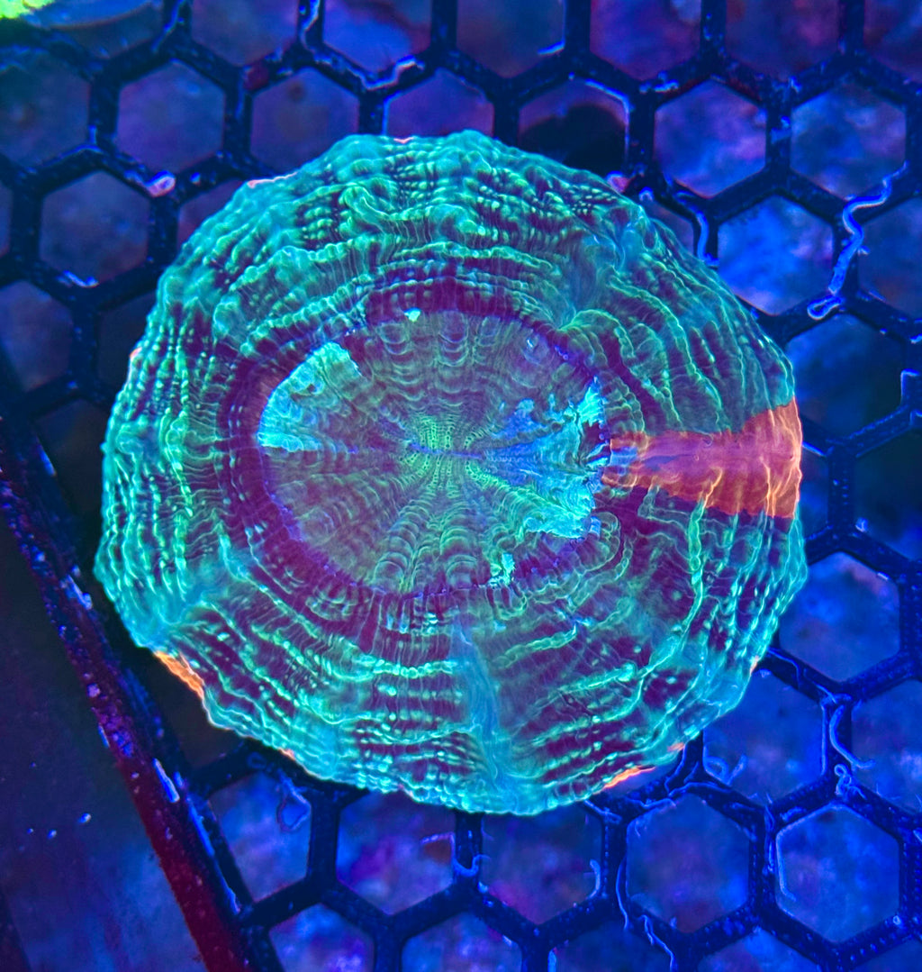 Acanthophyllia— Green and Orange — WYSIWYG — High End LPS Coral