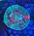 Acanthophyllia— Green and Orange — WYSIWYG — High End LPS Coral