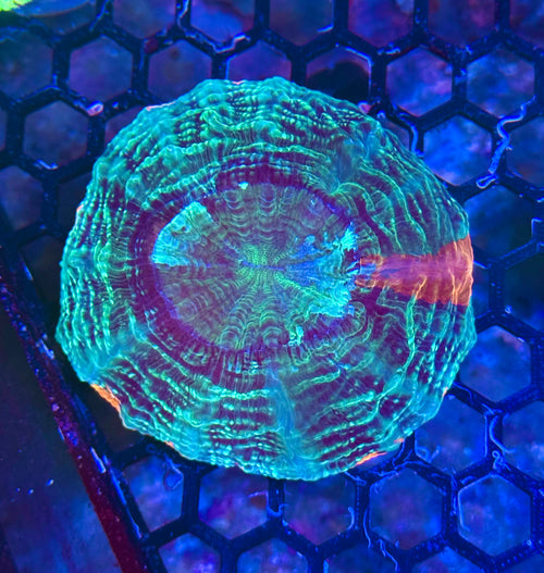 Acanthophyllia— Green and Orange — WYSIWYG — High End LPS Coral