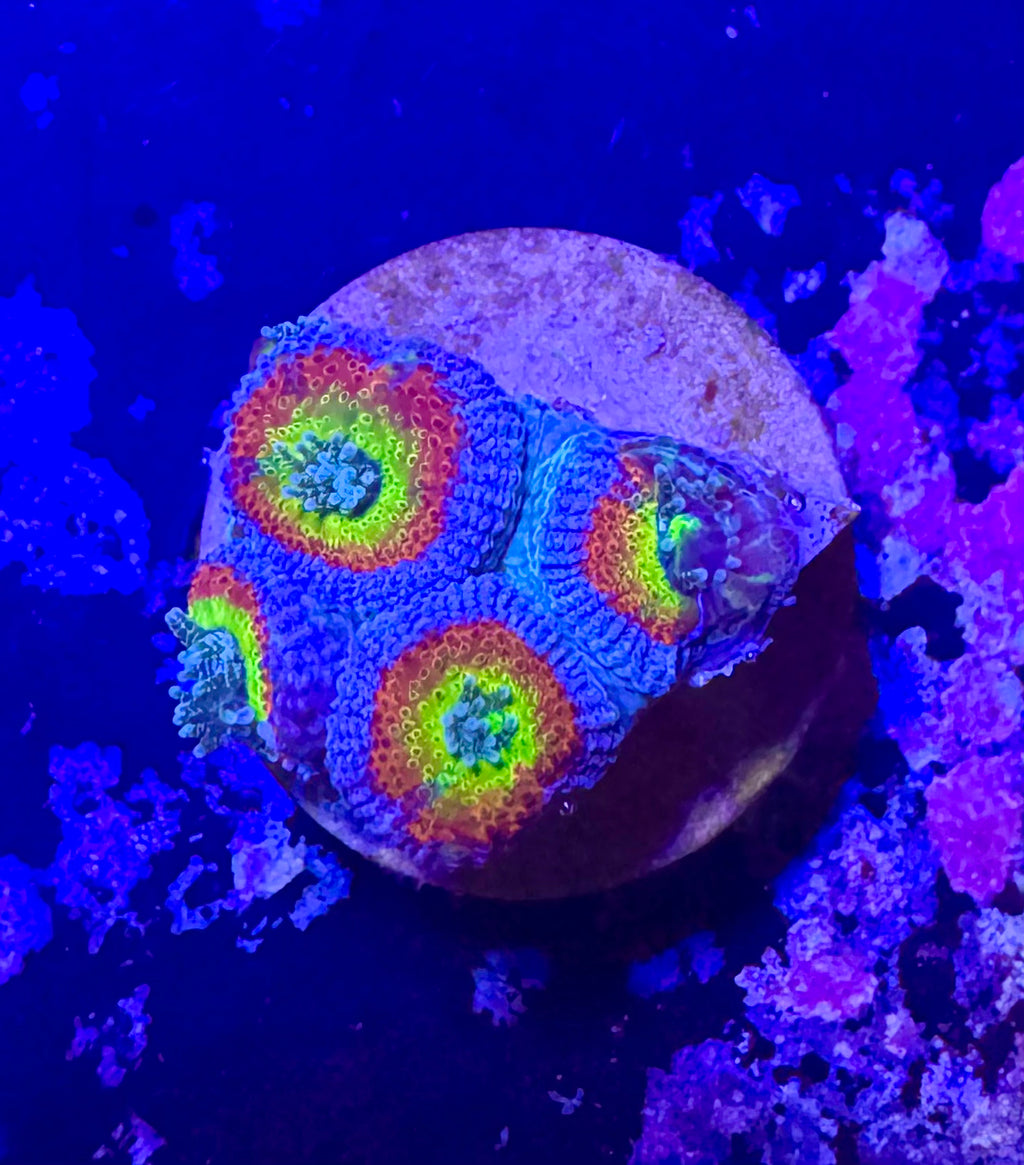 Holy Grail Micromussa — High End LPS Coral — UK Grown