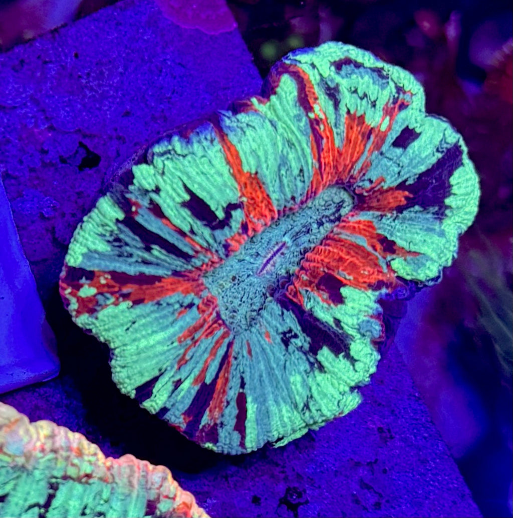 Ultra Trachyphyllia — Open Brain Coral— WYSIWYG — Rare LPS Coral