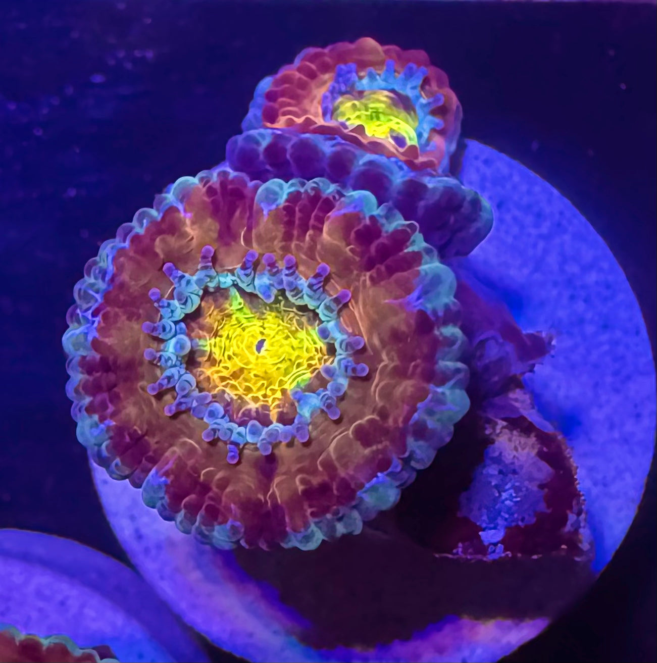 Master Grade Rainbow Acan Lord — Aussie Strain — WYSIWYG — High End LPS Coral — UK Grown