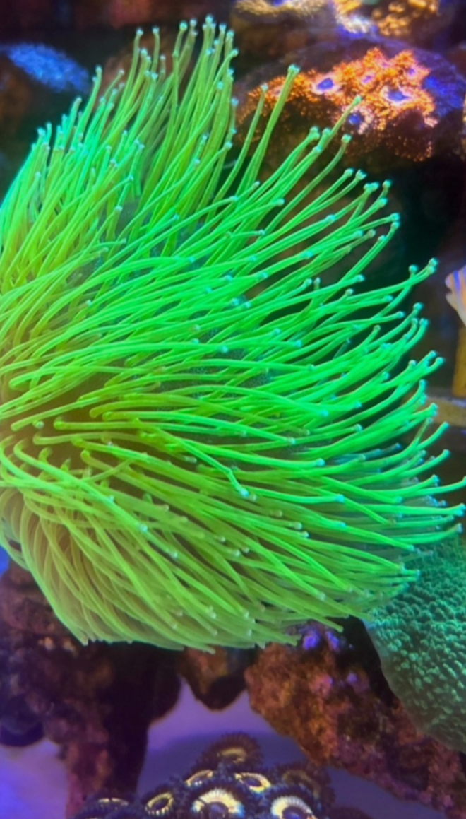 Japanese Deep Water Toadstool Small Frag — High End Soft Coral — UK Grown