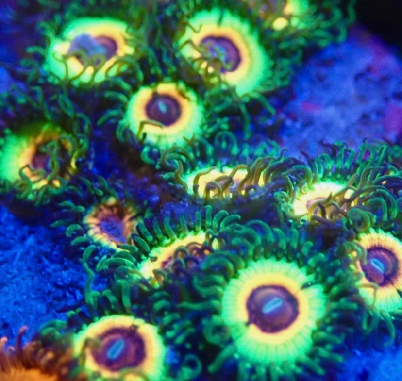 Little Shop of Horrors LSOH High End Zoa Zoanthid 1 Polyped Frag