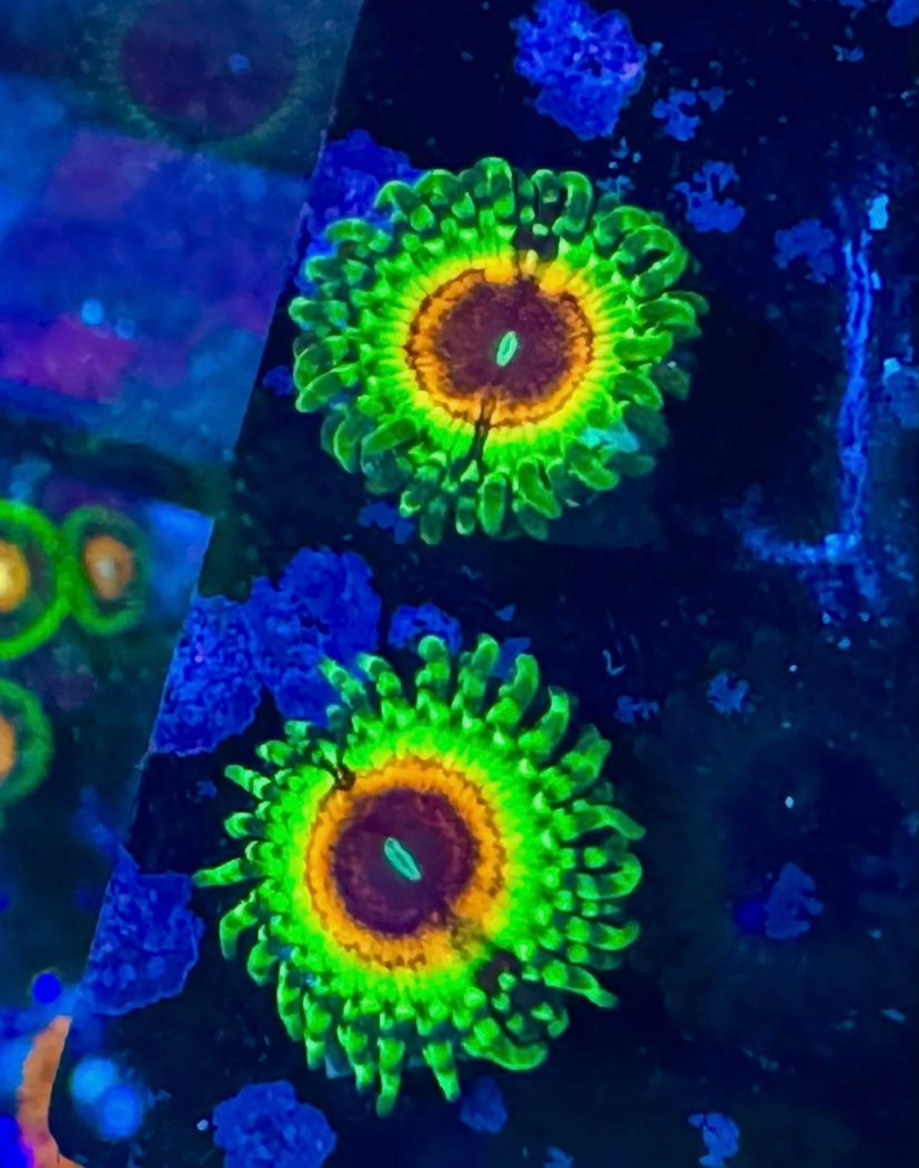 LSOH Zoa Frag – Little Shop of Horrors – High End Zoanthid – UK Grown