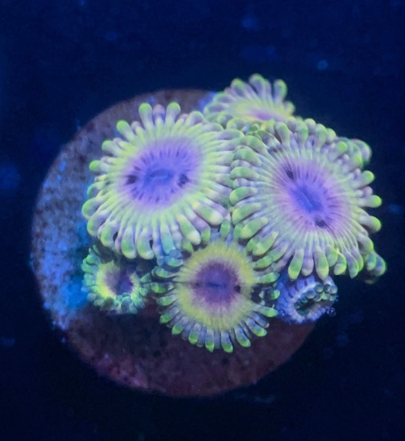White Walker Zoa Frag – High End Zoanthid – UK Grown