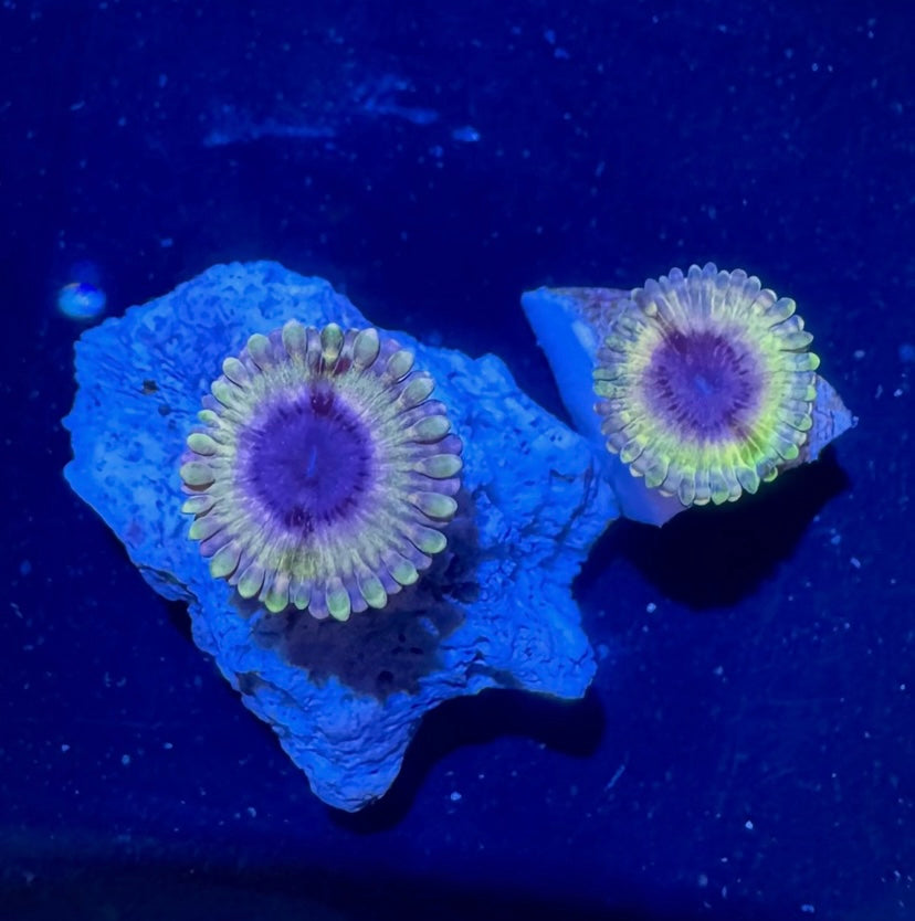 White Walker Zoa Frag – High End Zoanthid – UK Grown