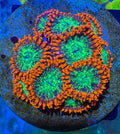 WWC Astral Shift Zoa Frag – High End Zoanthid – UK Grown